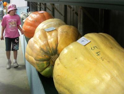 Very large pumpkins (2006)