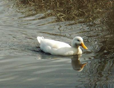 One white duck