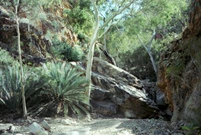Cycads in a gorge