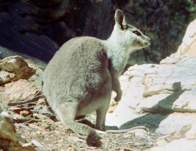 Wallaby at Standley Chasm