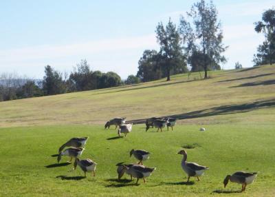 Golfing Geese