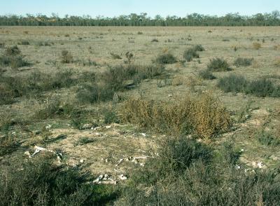 Bones on Lake Mournpall