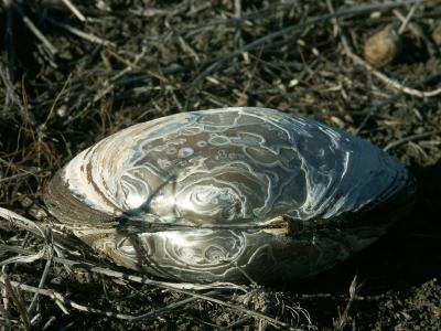 Mournpall mussel