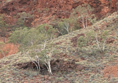 491: Red rock, eucalypts and spinifex  2