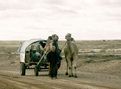 Camels on the Oodnadatta Track