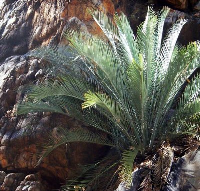Cycads at Standley Chasm