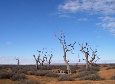 Dead trees in an old creek