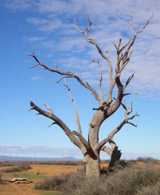 Dead river gum with bird