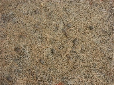 Ground beneath desert oaks