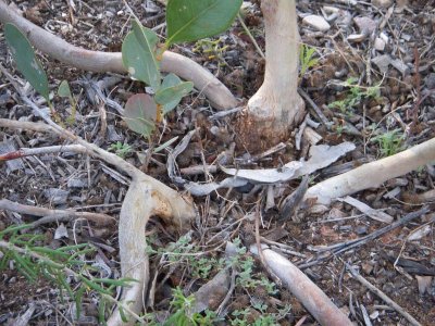 Base of a mallee