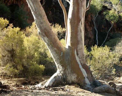 River Red Gum, Chambers Gorge