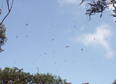 A sky full of spiders