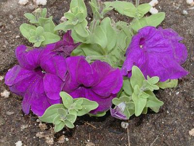 Purple Petunia s.jpg