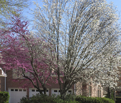 flowering trees.jpg