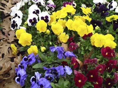 Pansies and Brown Leaves.jpg