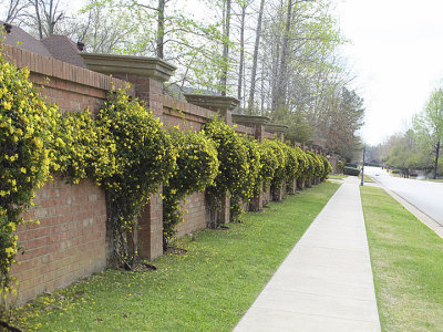 Yellow Jasmine as far as the eye can see .jpg