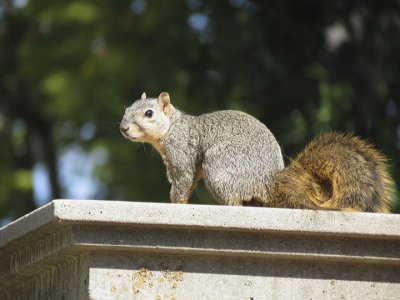 Squirrel of the day .jpg