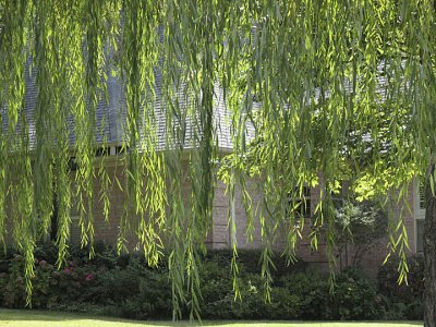 weeping willow .jpg