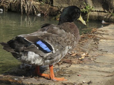 IMG_2028 - Mallard on the dam by the lake .jpg