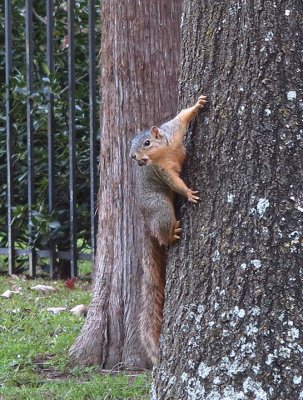 IMG_0326 squirrel crop.jpg