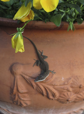 IMG_1027 Lizard crop .jpg