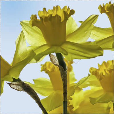 geojoes daffodils D57A501D79374B4EA46ACF1D9E9A1E47 copy.jpg
