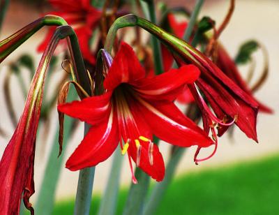 red lily Pro 1.jpg