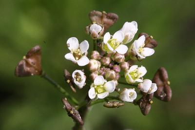 Capsella bursa-pastoris Shepherd's purse Gewoon herderstasje 