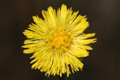 Tussilago farfara Coltsfoot Klein hoefblad