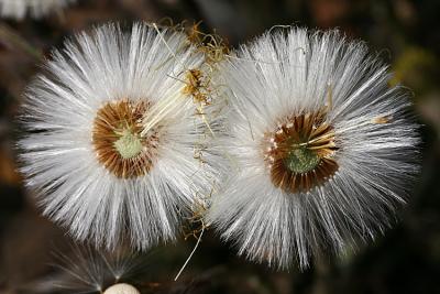 Tussilago farfara Coltsfoot Klein hoefblad