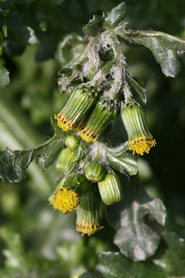 Senecio vulgaris Groundsel Klein kruiskruid