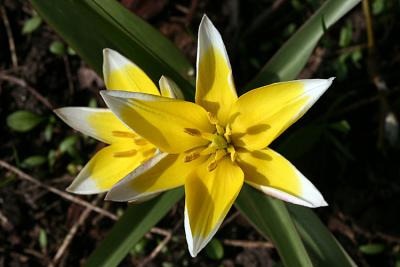 Tulip cultivar