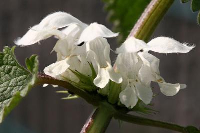 Lamium album White dead-nettle Witte dovenetel 