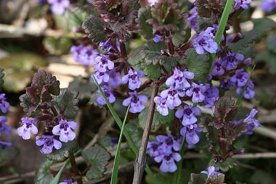 Glechoma hederaceaGround IvyHondsdraf