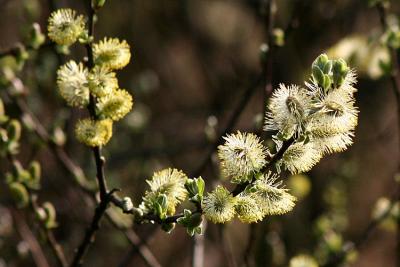 Salix sp. Wilg(ekatjes)