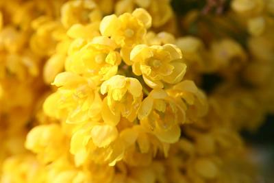 Mahonia aquifolium Oregon-grape Mahonie 