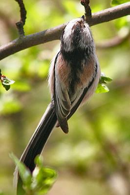 Aegithalos Caudatus Long-tailed Tit Staartmees 