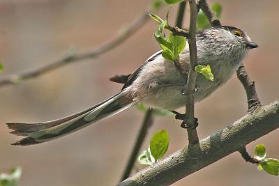 Aegithalos Caudatus Long-tailed Tit Staartmees 