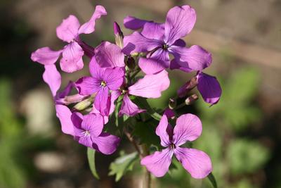 Lunaria annua Silver dollar Tuinjudaspenning