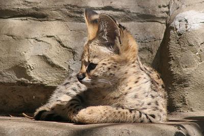 Leptailurus serval Serval Serval 