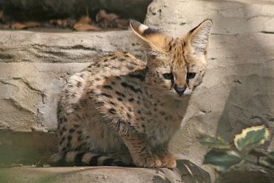 Leptailurus serval Serval  Serval