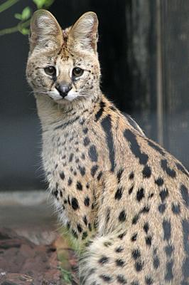 Leptailurus serval Serval Serval 