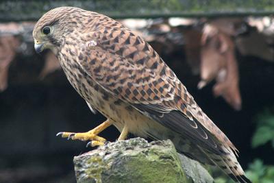 Falco tinnunculus Common kestrel Torenvalk