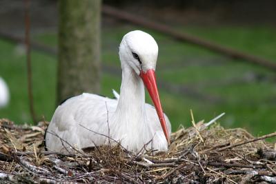 Ciconia CiconiaWhite storkOoievaar