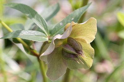 Helleborus orientalis Lenten rose Lenteroos