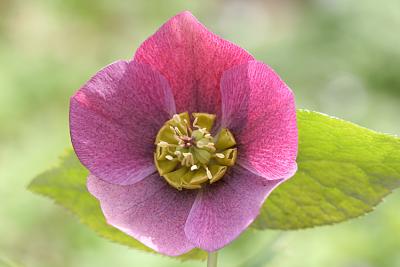 Helleborus orientalis Lenten rose Lenteroos