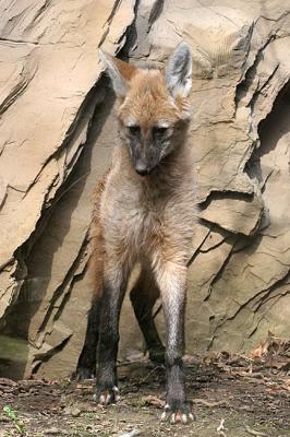 Chrysocyon brachyurus Maned wolf Manenwolf