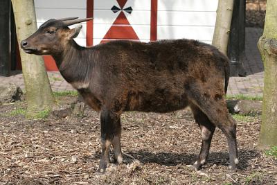 Bubalus depressicornis<br>Anoa