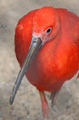 Eudocimus ruber Scarlet ibis  Rode ibis