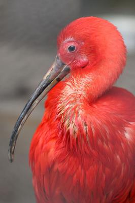 Eudocimus ruber Scarlet ibis  Rode ibis